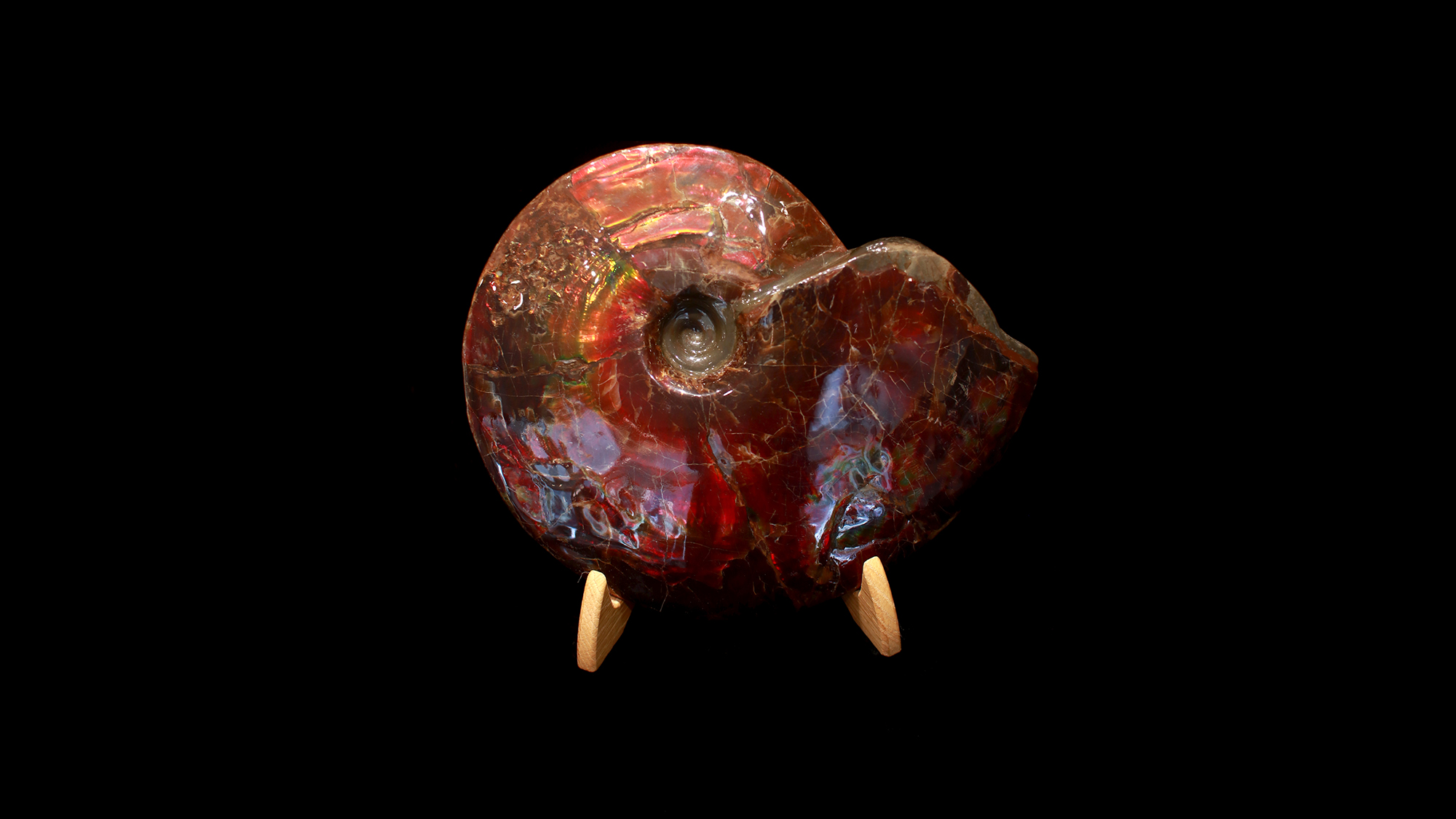 You are currently viewing Ammolite-fossil
